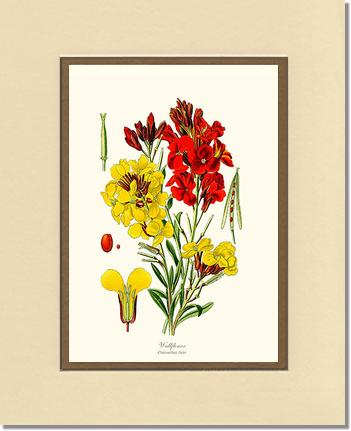 Wallflower | Flower/Floral Art Print