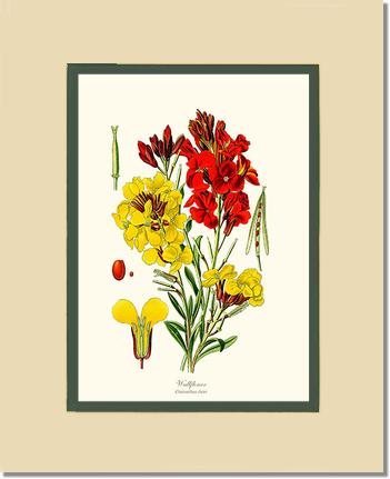 Wallflower | Flower/Floral Art Print