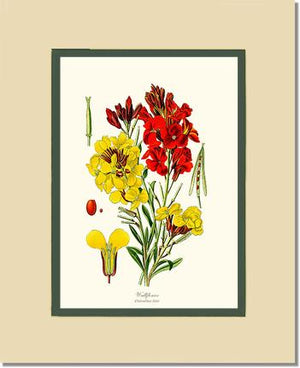 Wallflower