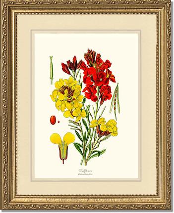 Wallflower | Flower/Floral Art Print