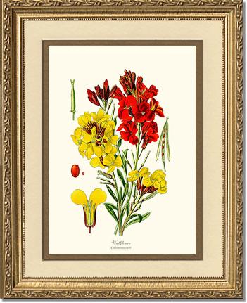 Wallflower | Flower/Floral Art Print