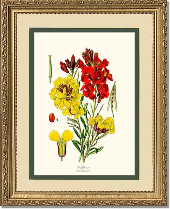 Wallflower | Flower/Floral Art Print