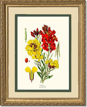 Wallflower