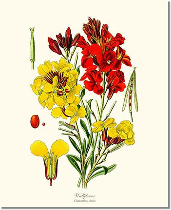 Flower Floral Print: Wallflower