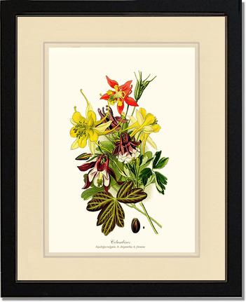 Columbines | Flower/Floral Art Print
