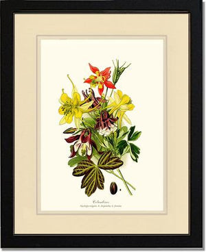 Columbines | Flower/Floral Art Print