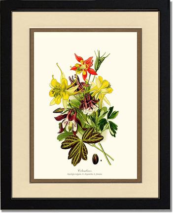 Columbines | Flower/Floral Art Print