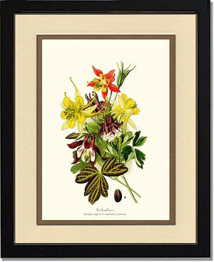 Columbines | Flower/Floral Art Print
