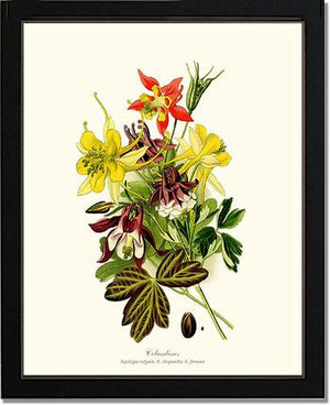 Columbines | Flower/Floral Art Print