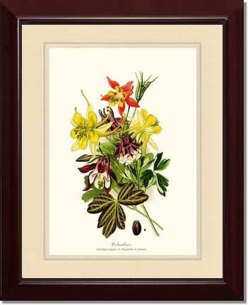 Columbines | Flower/Floral Art Print