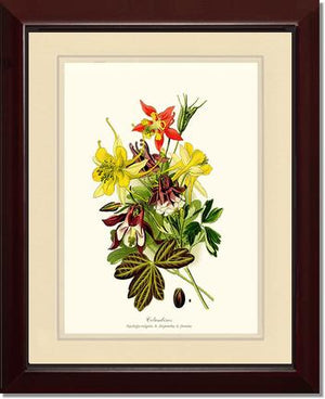Columbines | Flower/Floral Art Print