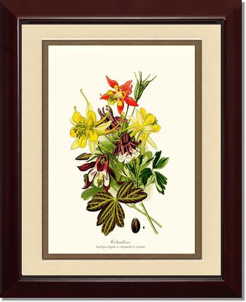 Columbines | Flower/Floral Art Print
