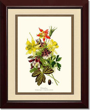 Columbines | Flower/Floral Art Print