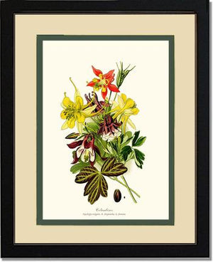 Columbines | Flower/Floral Art Print
