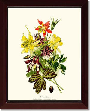 Columbines | Flower/Floral Art Print
