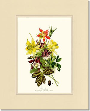 Columbines | Flower/Floral Art Print