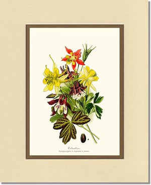 Columbines | Flower/Floral Art Print