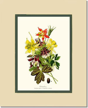 Columbines | Flower/Floral Art Print