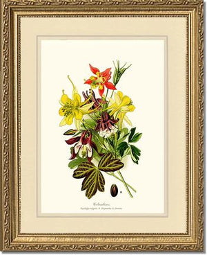 Columbines | Flower/Floral Art Print