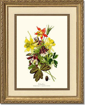 Columbines | Flower/Floral Art Print