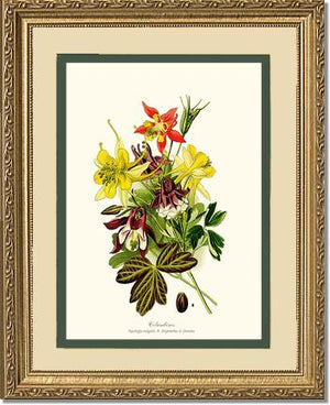 Columbines | Flower/Floral Art Print