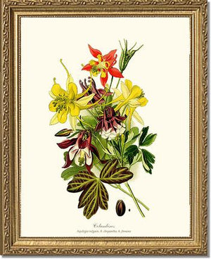 Columbines | Flower/Floral Art Print
