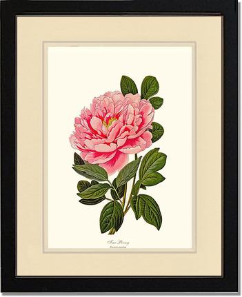 Peony, Tree | Flower/Floral Art Print
