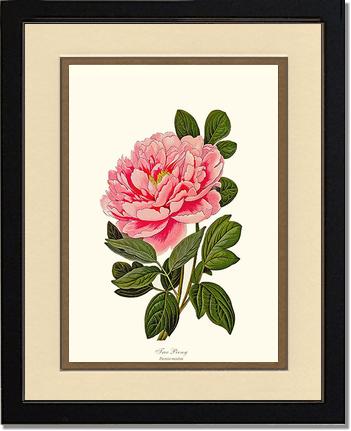Peony, Tree | Flower/Floral Art Print