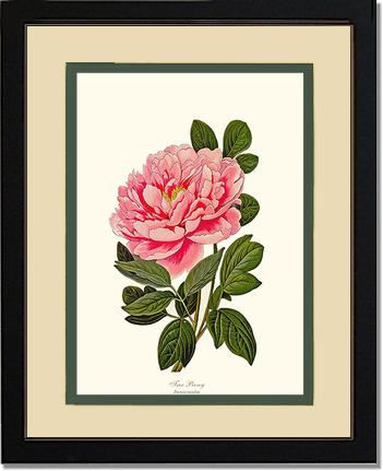 Peony, Tree | Flower/Floral Art Print