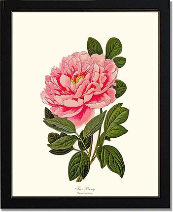 Peony, Tree | Flower/Floral Art Print