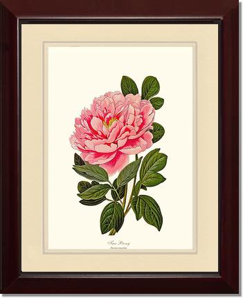 Peony, Tree | Flower/Floral Art Print