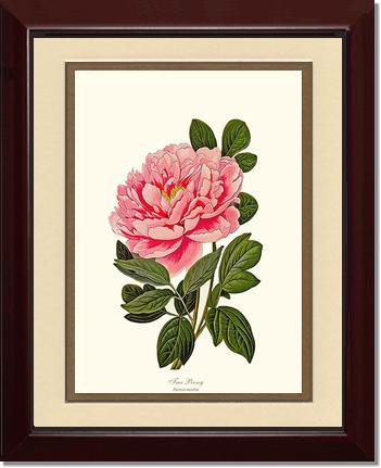 Peony, Tree | Flower/Floral Art Print