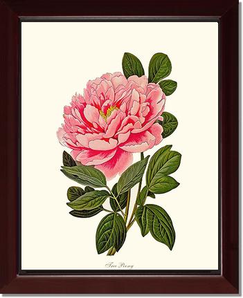 Peony, Tree | Flower/Floral Art Print
