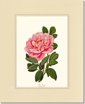 Peony, Tree | Flower/Floral Art Print