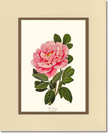Peony, Tree | Flower/Floral Art Print