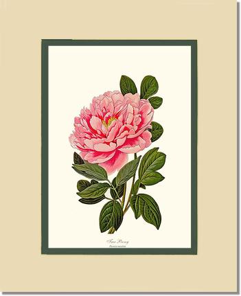 Peony, Tree | Flower/Floral Art Print