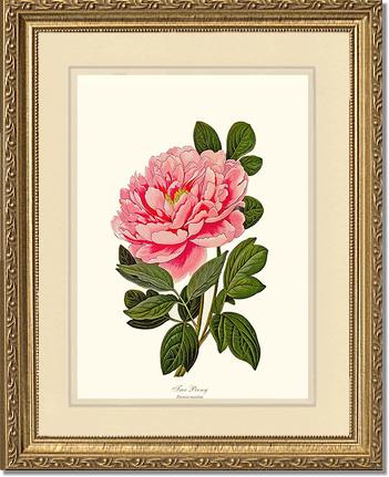 Peony, Tree | Flower/Floral Art Print