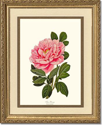 Peony, Tree | Flower/Floral Art Print