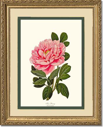 Peony, Tree | Flower/Floral Art Print