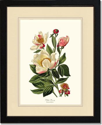 Peony, White | Flower/Floral Art Print