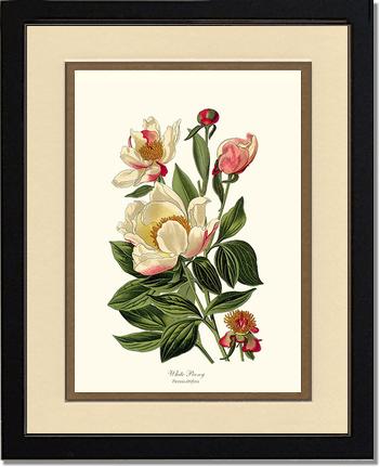 Peony, White | Flower/Floral Art Print