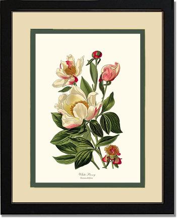 Peony, White | Flower/Floral Art Print