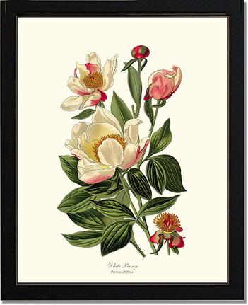 Peony, White | Flower/Floral Art Print