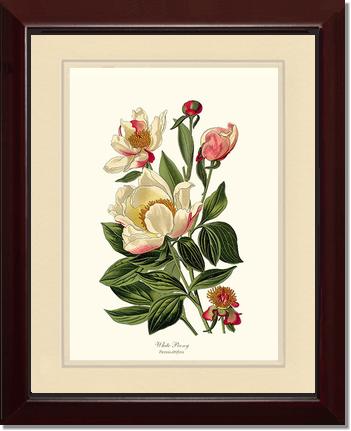 Peony, White | Flower/Floral Art Print