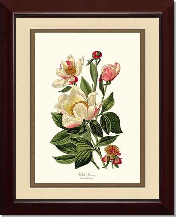 Peony, White | Flower/Floral Art Print