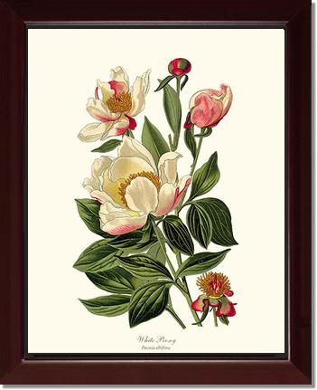 Peony, White | Flower/Floral Art Print