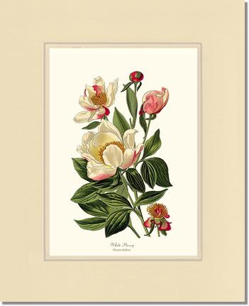 Peony, White | Flower/Floral Art Print
