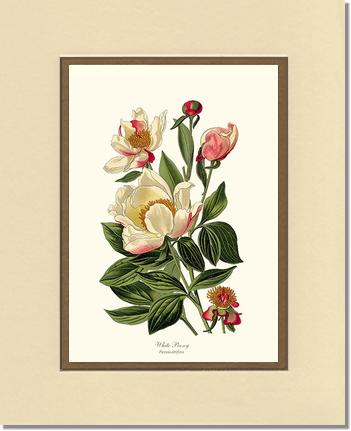 Peony, White | Flower/Floral Art Print