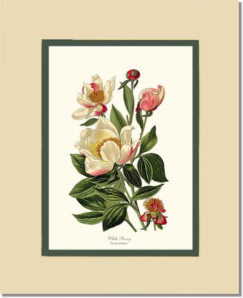 Peony, White | Flower/Floral Art Print
