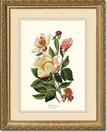 Peony, White | Flower/Floral Art Print